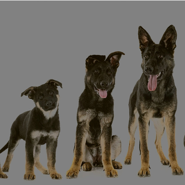 Eignung für die tägliche Fütterung