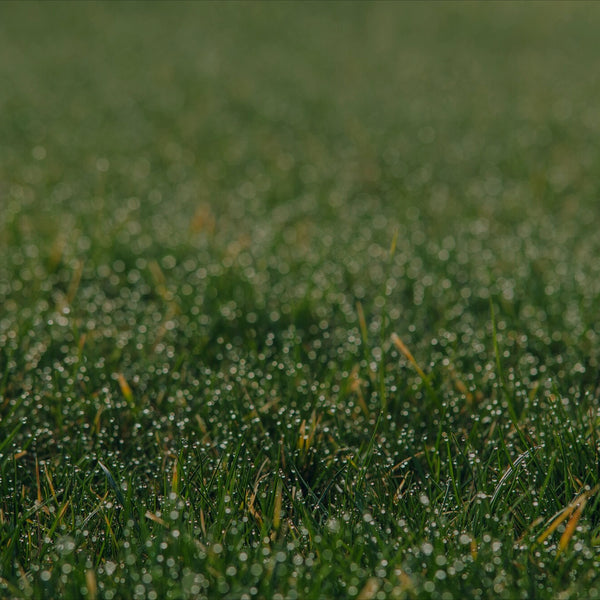 Grundlage der Rezeptur