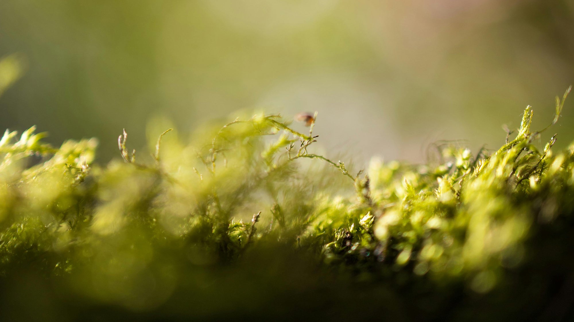 Nährstoffe für deinen Hund.